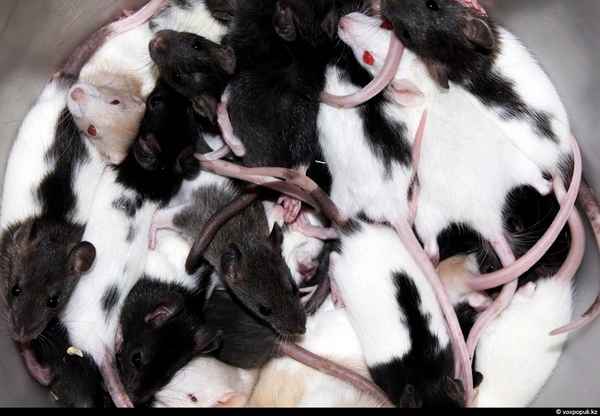 К чему снятся крысы во сне женщине: белая, черная, много