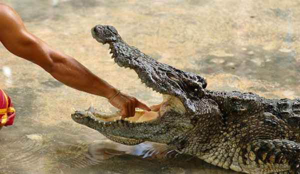 К чему снятся крокодилы женщине, дeвyшке, беременной, мужчине