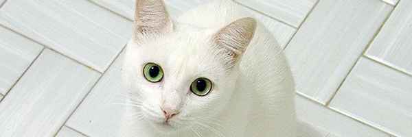 К чему снится белый кот. Сонник о кошках белого цвета: подробное толкование