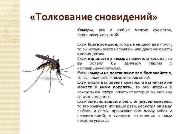К чему снятся комары, которые кусают. Сон о комарином рое