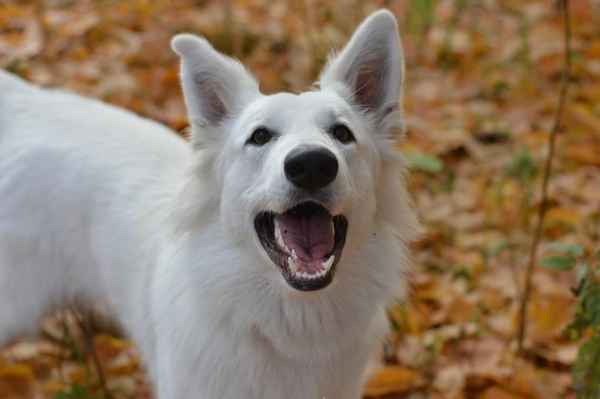 К чему снится белая собака: большая, маленькая, добрая, злая