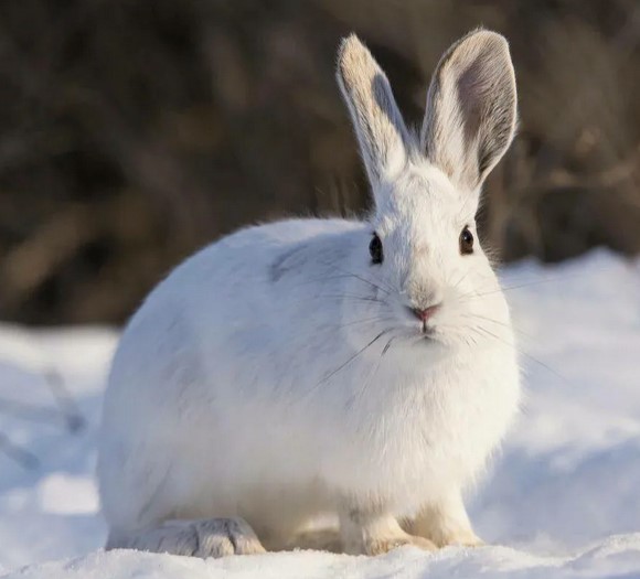 30 интересных фактов о зайцах