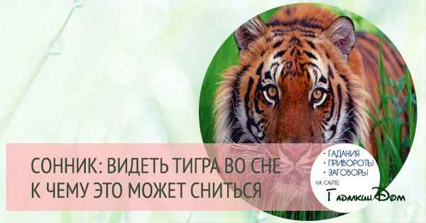 К чему снятся тигры женщине: подробное толкование по сонникам