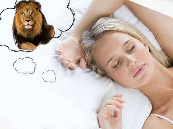К чему снятся львы женщине, мужчине, дeвyшке: толкование по сонникам