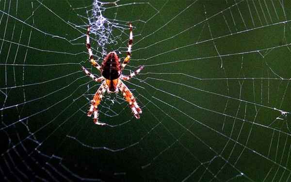 К чему снится паутина и пауки: самое точное толкование