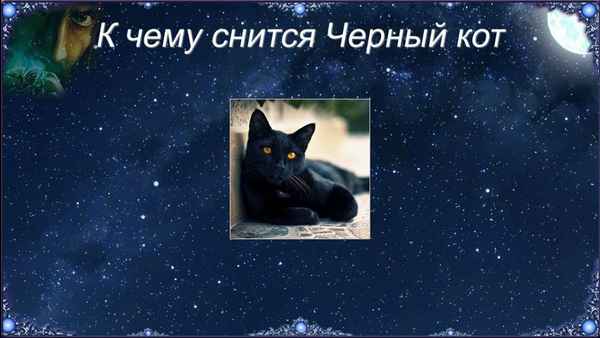 К чему снится черный кот: подробное толкование по сонникам