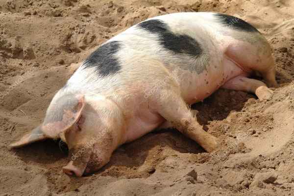 К чему снятся свиньи большие, живые, маленькие, много, мертвые