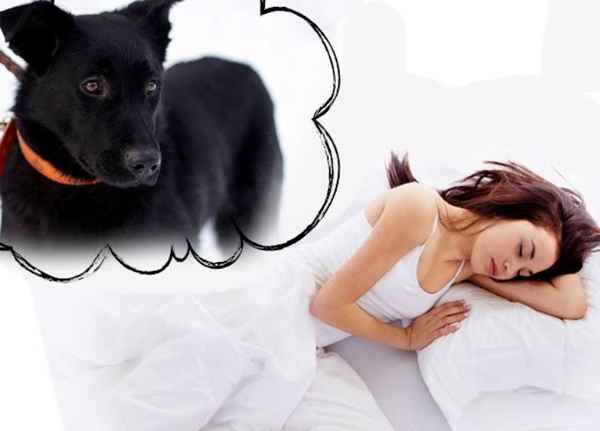 К чему снится большая черная собака женщине, мужчине, дeвyшке