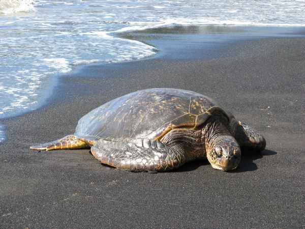 Сонник: черепаха большая, маленькая, в воду и на суше