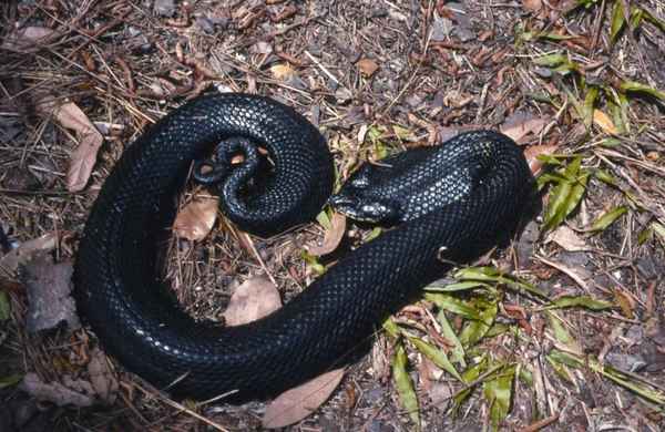 Что обозначает сон о черной змее: большой, длинной, маленькой