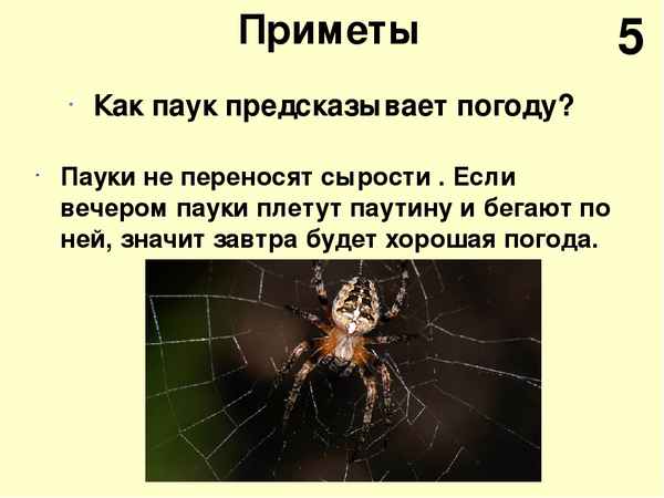 Приметы и суеверия о пауке в квартире вечером, днем, утром, ночью